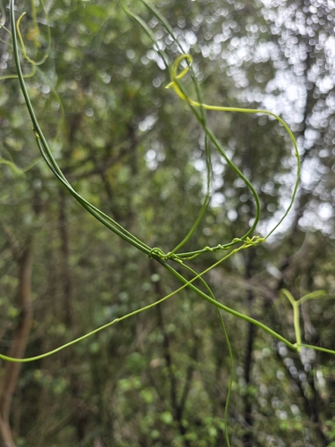 Cassytha paniculata