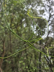 Cassytha paniculata