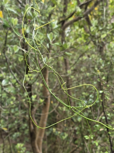 Cassytha paniculata, photograph 2