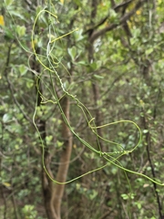 Cassytha paniculata, photograph author not stated, no rights reserved