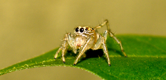 Salticidae