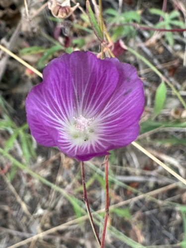 Sidalcea glaucescens, photograph 1