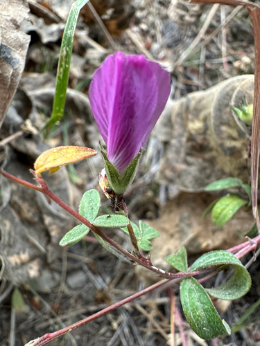 Sidalcea glaucescens, photograph 2