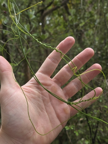 Cassytha paniculata, photograph 3