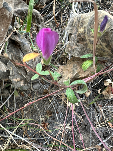 Sidalcea glaucescens, photograph 3