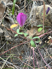 Sidalcea glaucescens, photograph (c) Christine Laney, some rights reserved (CC BY)