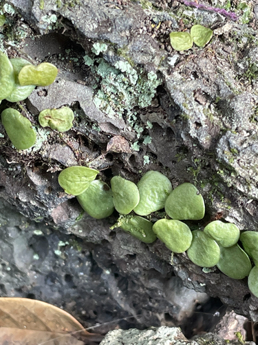 Green penny fern