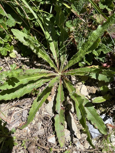 Hieracium morii observed 2026-09-14