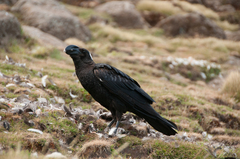 Corvus crassirostris