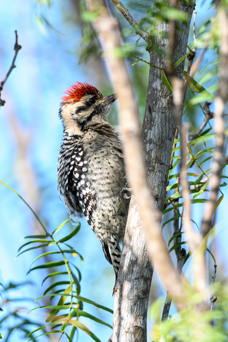 Ladder-backed Woodpecker