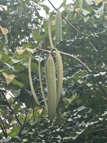 Indian trumpet tree