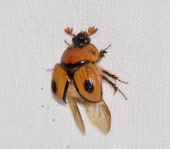 Bolbocerosoma biplagiatum