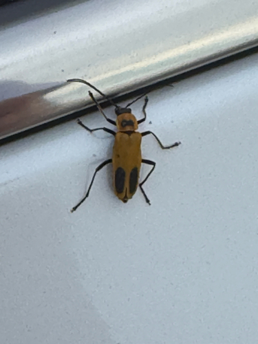 Goldenrod Soldier Beetle