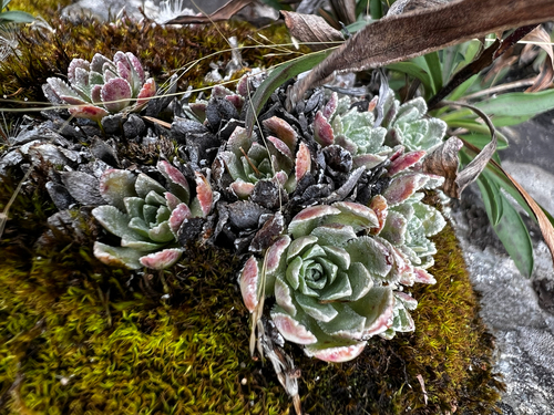 Saxifraga paniculata, photograph 4