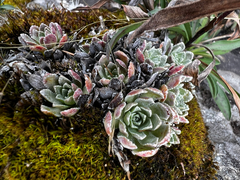Saxifraga paniculata, photograph author not stated, no rights reserved