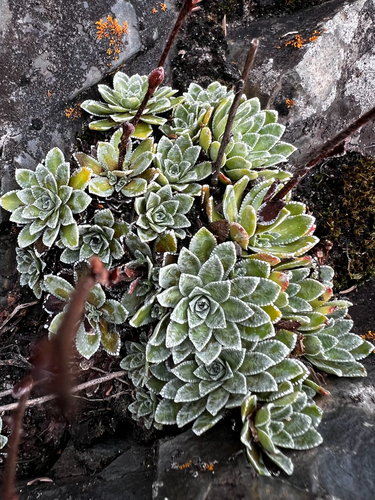 Saxifraga paniculata, photograph 3