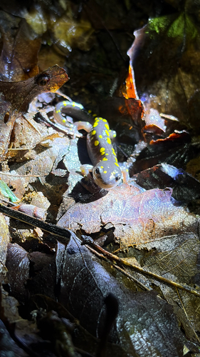 Spotted Salamander