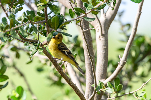 Lesser Goldfinch