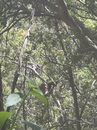 Australian Common Crow