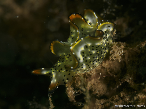 Elysia marginata, 2026-08-31