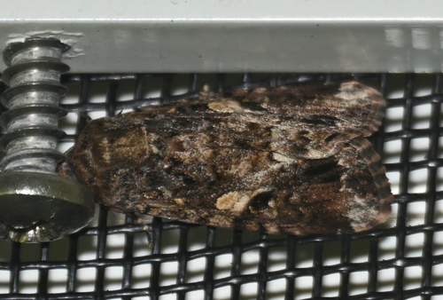 Lawn Armyworm Moth
