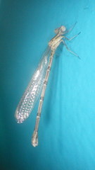 Argia fumipennis