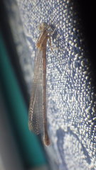 Argia fumipennis