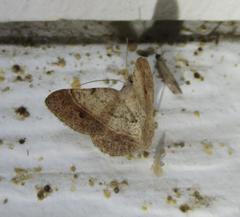 Frederickia subterminata