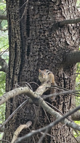 Eastern Chipmunk