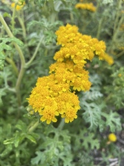 Eriophyllum staechadifolium, photograph author not stated, no rights reserved