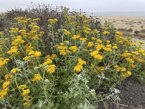 Eriophyllum staechadifolium