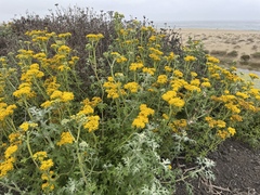 Eriophyllum staechadifolium
