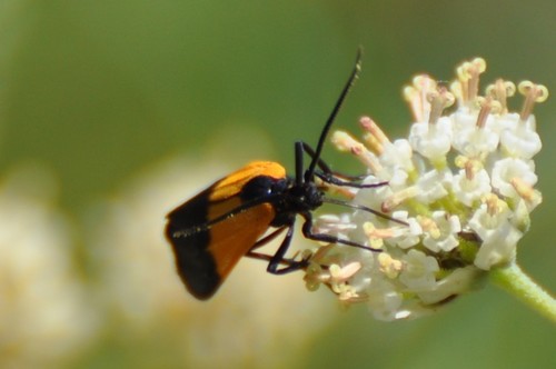 Black-and-yellow Lichen Moth photo 6