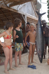 Acanthocybium solandri