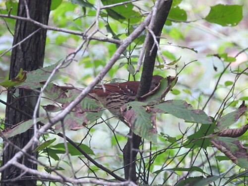 Brown Thrasher