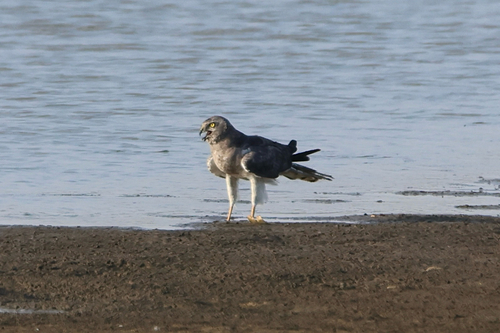 Northern Harrier