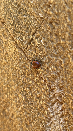 iNaturalist observation photo of Black-spotted Lady Beetles