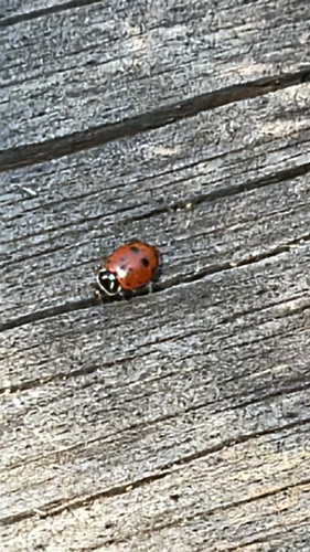iNaturalist observation photo of Convergent Lady Beetle