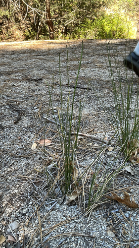iNaturalist observation photo of grasses, sedges, cattails, and allies