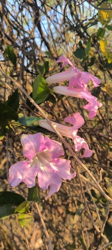 lavender trumpet vine