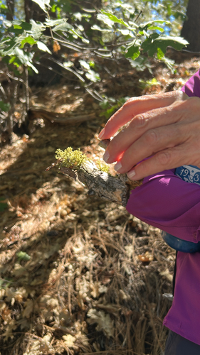 iNaturalist observation photo of Wolf Lichens