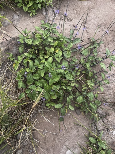 Stachytarpheta cayennensis observed 2026-09-20