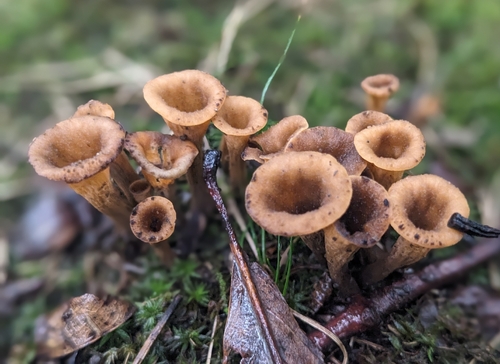 Eastern Black Trumpet