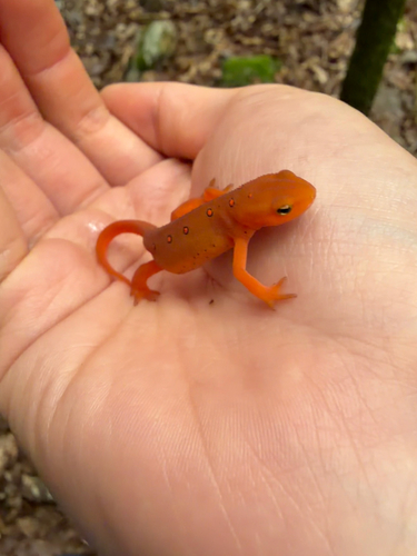 Eastern Newt