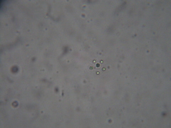 Sphaerocystis