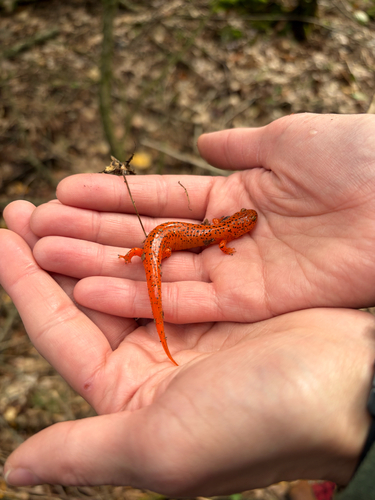Red Salamander