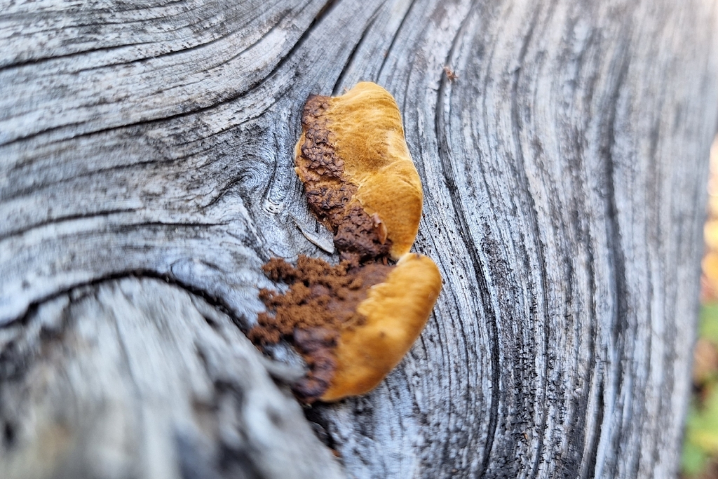 Conifer Mazegill · September 2026 · photo: Photo: (c) Barrett Coller Jr., some rights reserved (CC BY) · iNaturalist