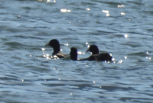 American Coot
