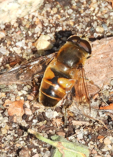 Common Drone Fly