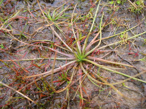 Iberian Quillwort (Isoetes delilei)